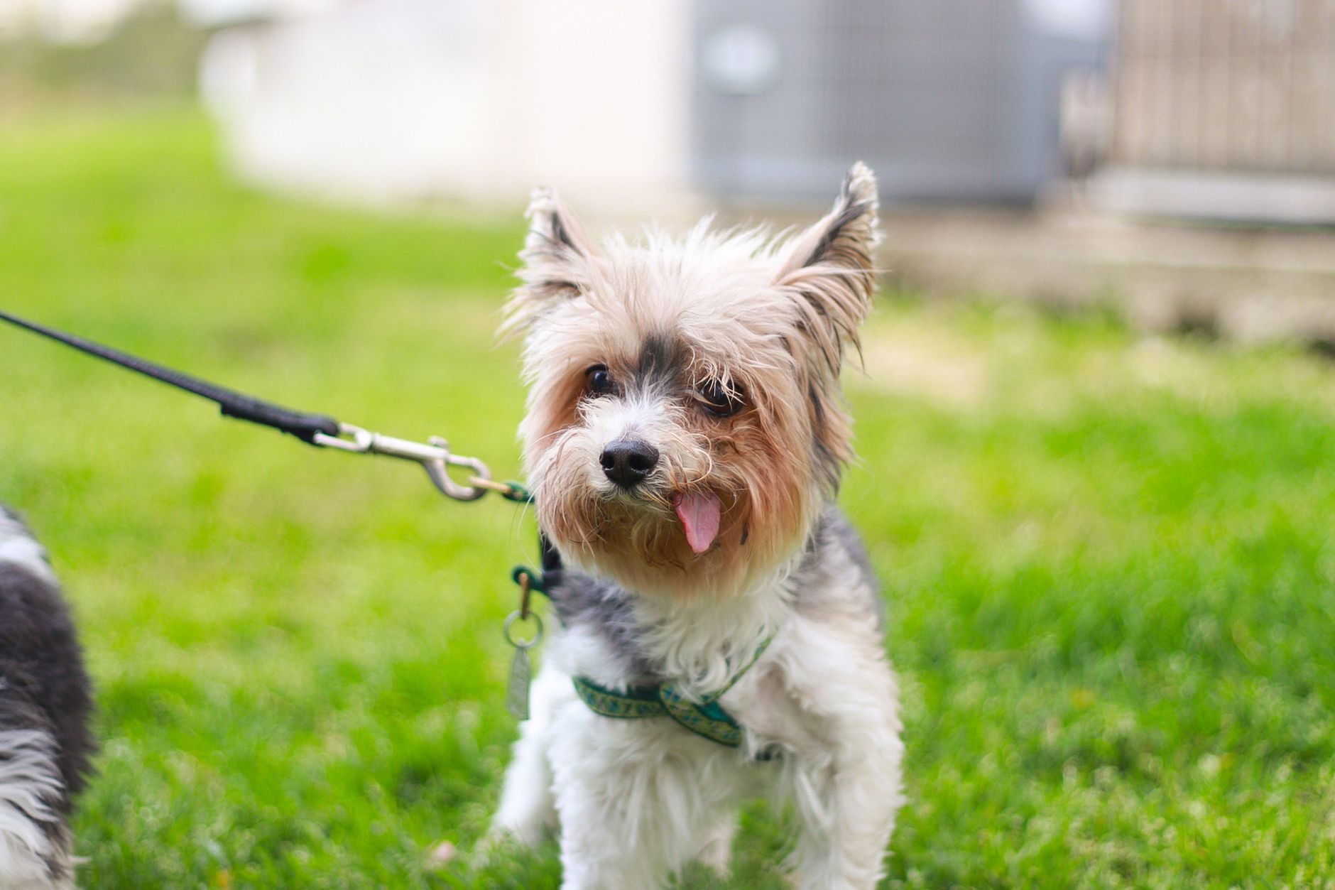 Cute Yorkshire Terrier puppy with a leash enjoying a sunny day outdoors in Austin, TX